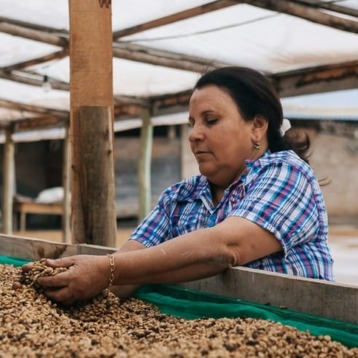 Obatã Amarelo da Sandra